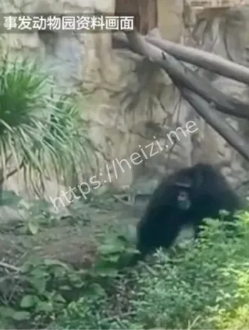 广州一动物园黑猩猩丢石块砸伤幼童