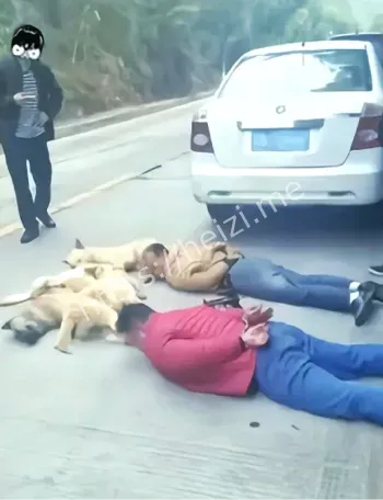 进村盗窃6只土狗被判刑